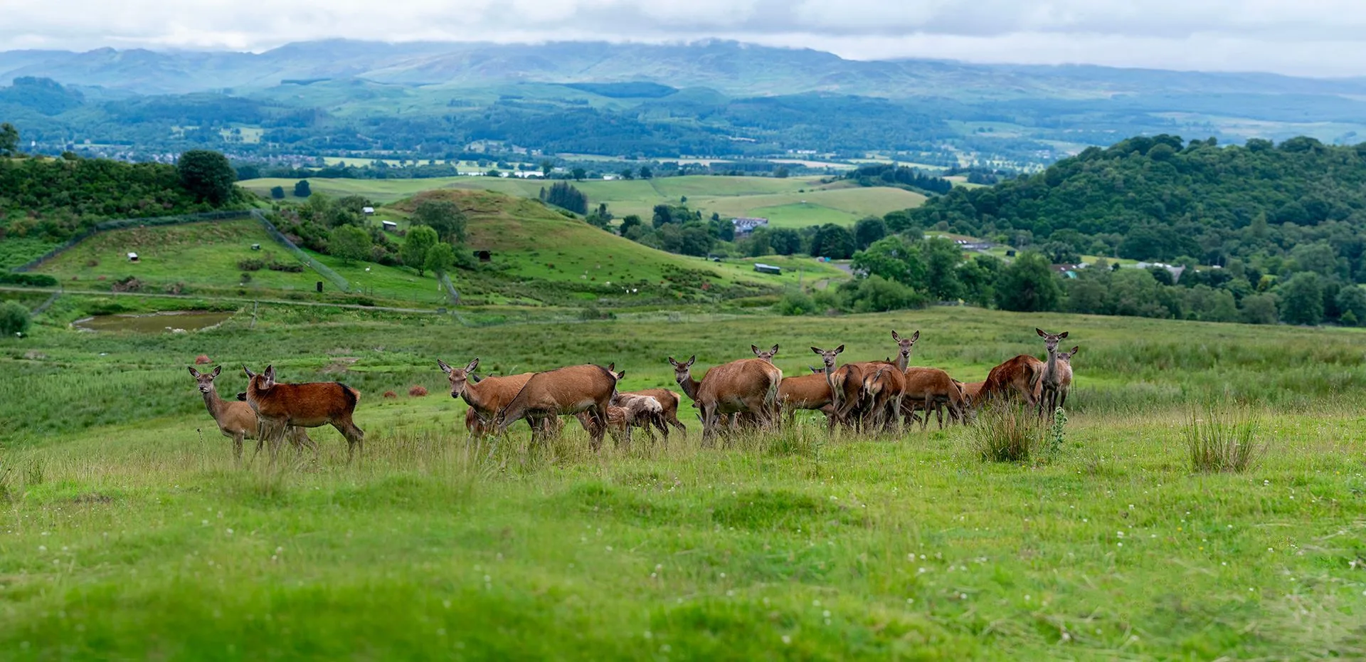 The red deer herd on the open hillside at Auchingarrich, looking out over Strathearn — the ground the hill walk crosses