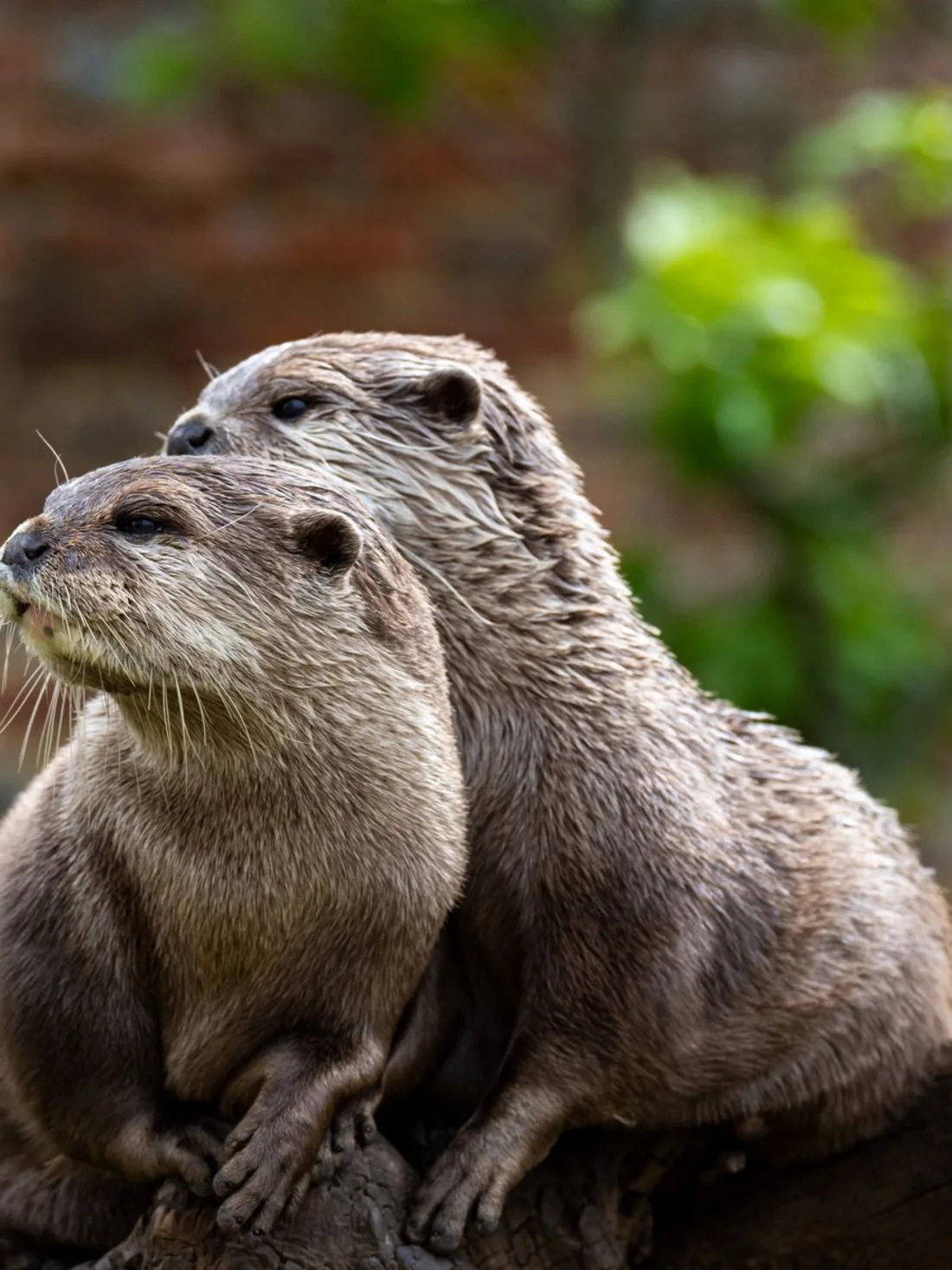 Asian short-clawed otters — two of our adoptable animals