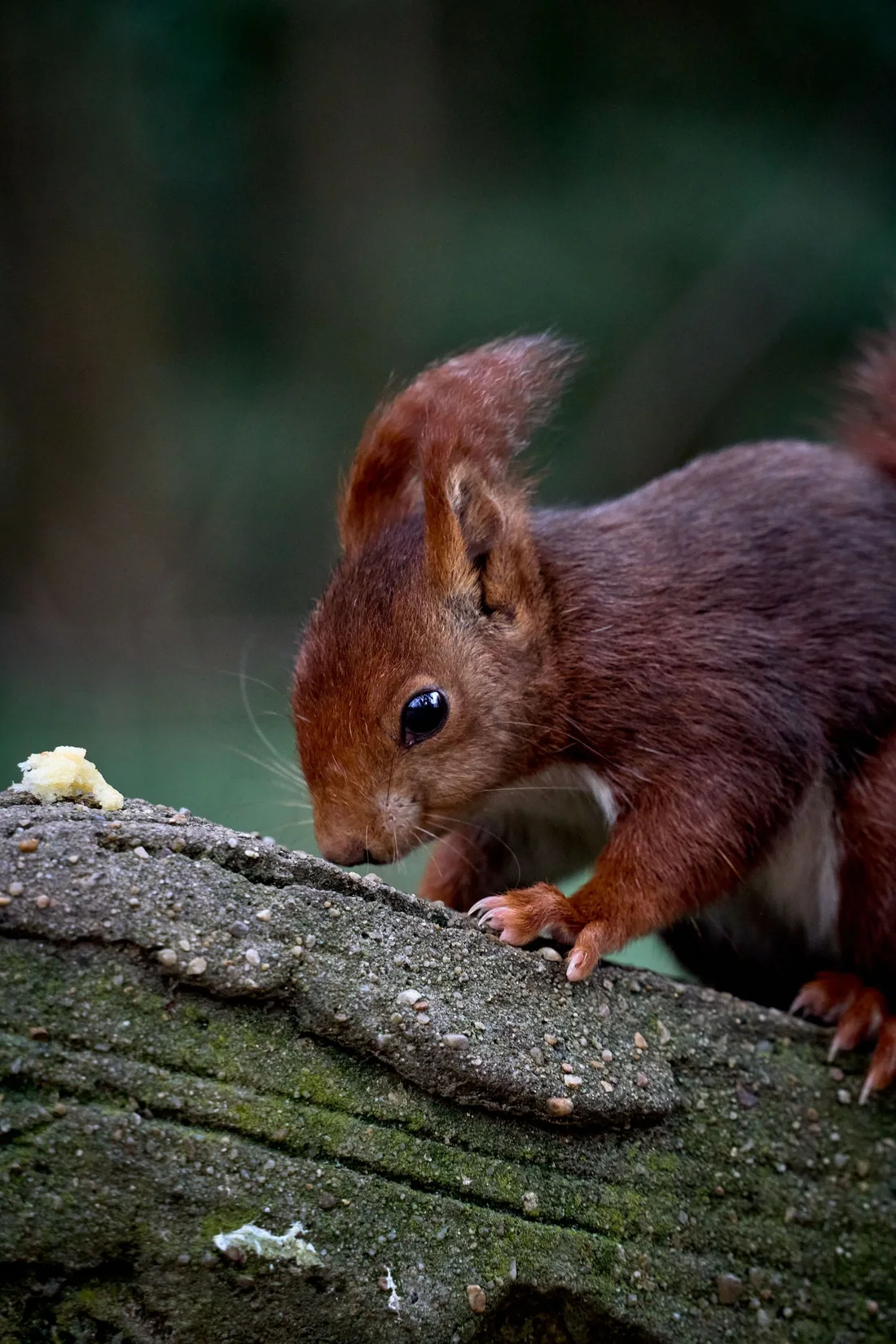 A red squirrel in our care — Scotland’s first Red Squirrel Hospital is the charity at work