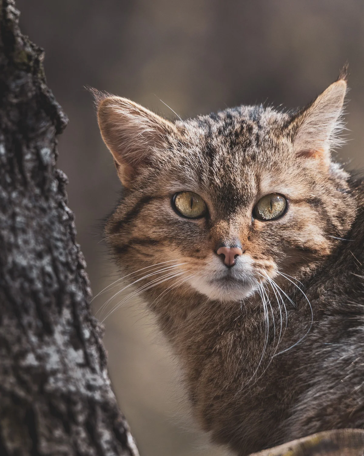 A Scottish wildcat — the flagship of our conservation work
